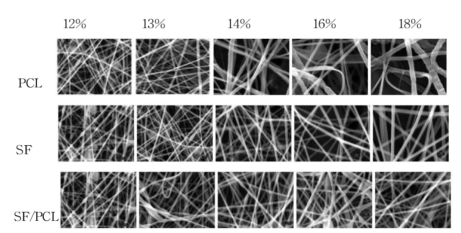 다양한 방사원액 농도에 따른 PCL, 실크피브로인(SF), 실크 피브로인/PCL (50/50) 나노섬유의 주사전자현미경 사진.
