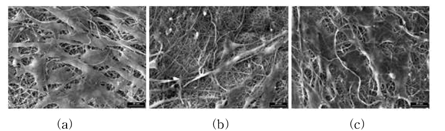 실크 피브로인/PCL 복합 나노섬유 막에 배양 7일 후의 섬유아세포의 주사전자현미경사진
