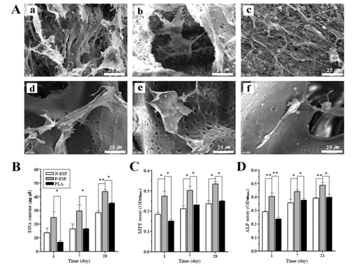(A) 각 지지체에 배양된 골아세포의 주사전자현미경 사진: 실크 나노섬유 지지체에 (A-a) 1일, (A-b) 7일, (A-c) 28일 배양, 상품화 된 PLA 지지체에 (A-d) 1일, (A-e) 7일, (A-f) 28 일 배양; 각 지지체에 골아세포를 배양한 후 (B) DNA 분석, (C) MTT 분석, (D) ALP 분석 결과.