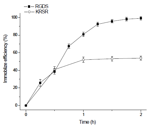 실크 나노섬유에의 RGDS, KRSR 펩타이드 서열의 고정화 효율.