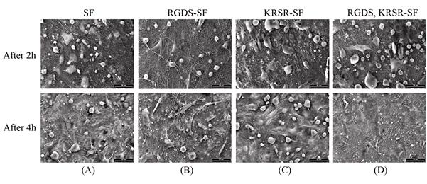 RGDS, KRSR 펩타이드 서열이 고정화된 실크 피브로인 나노섬유 막의 골아세포 부착능의 주사전자현미경 사진.