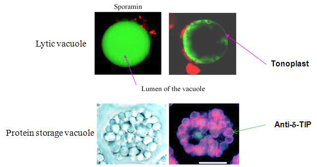 식물 세포에 존재하는 lytic vacuole과 protein storage vacuole의 형태