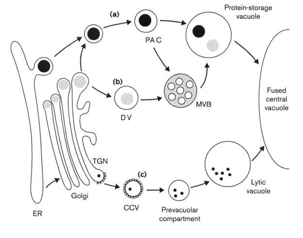 Protein trafficking pathways to lytic vacuoles and protein storage vacuoles