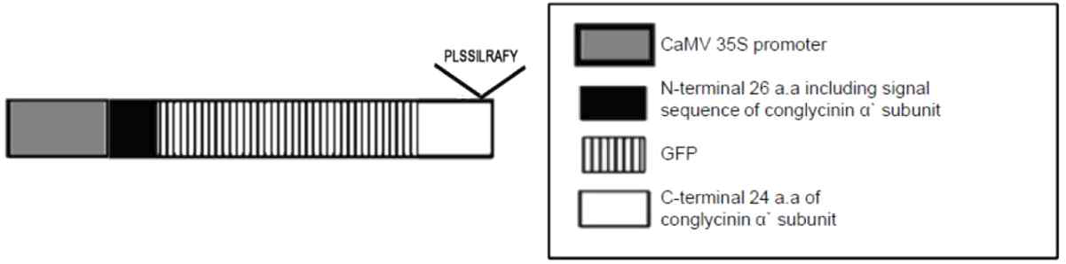 CON:GFP expression vector의 scheme