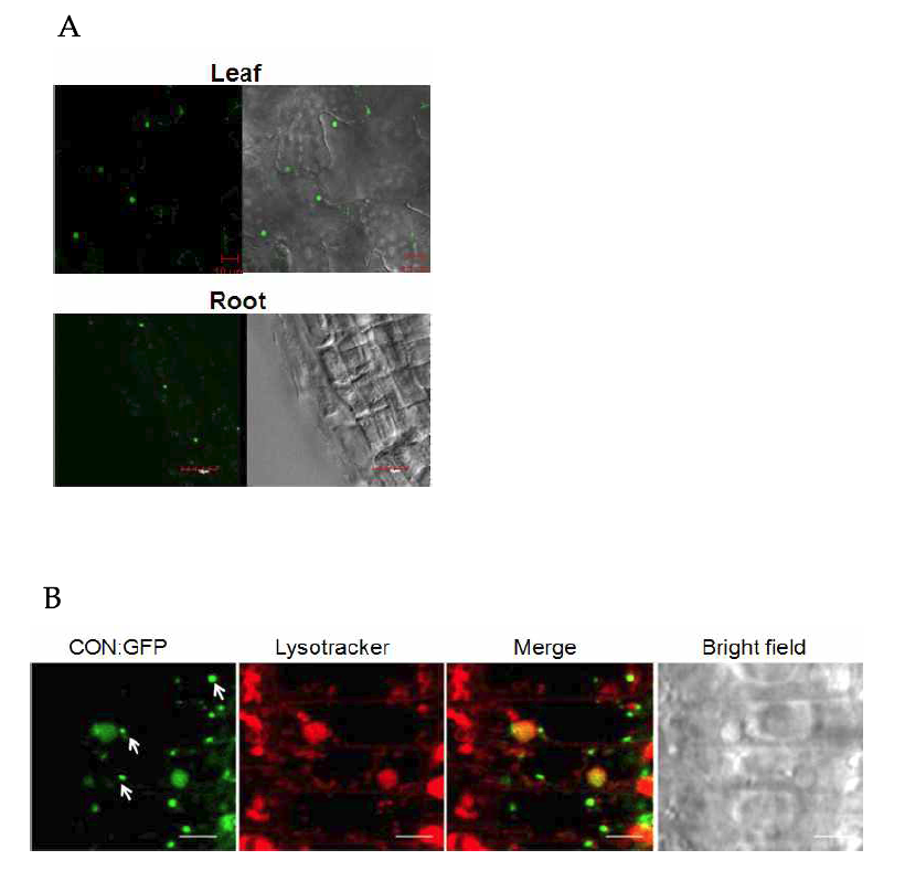 Transgenic plant에서 CON:GFP의 localization 양상