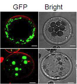 tfl1-14 mutant의 잎에서 분리한 protoplast에서 CON:GFP의 localization 양상.