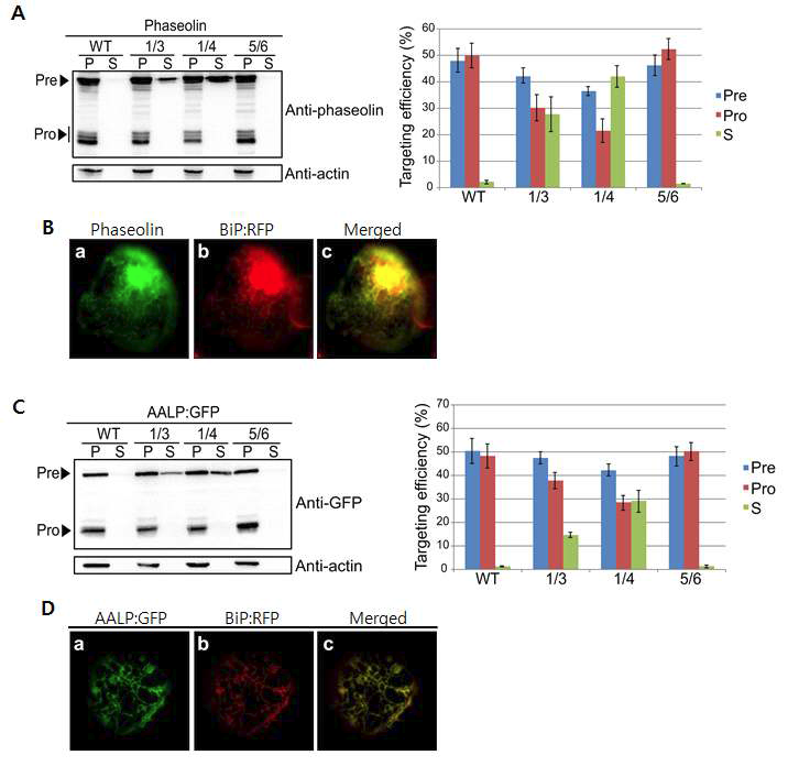 VSR double mutant에서 vacuolar cargo의 trafficking.