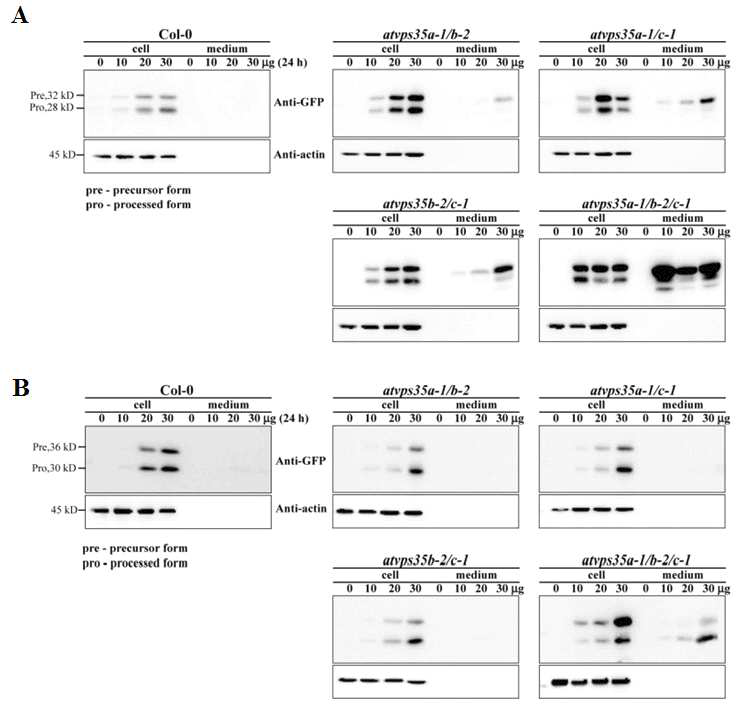 VPS35 double mutant에서 vacuolar cargo의 trafficking.