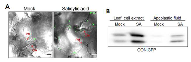 Salicylic acid 처리에 의한 CON:GFP의 localization 변화.