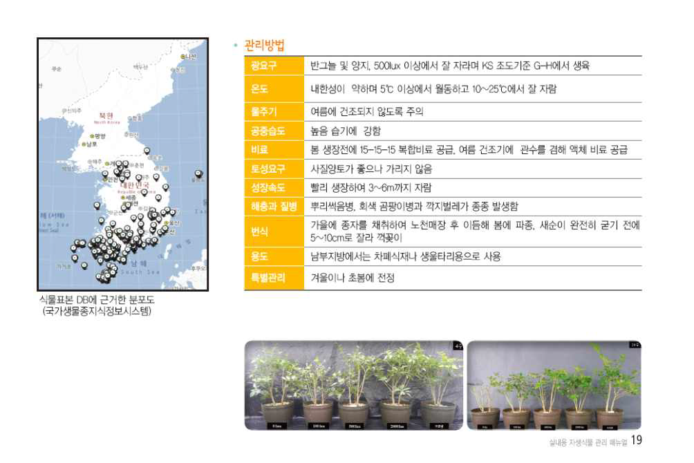 실내용 상록성 자생식물의 특성 및 관리 예2