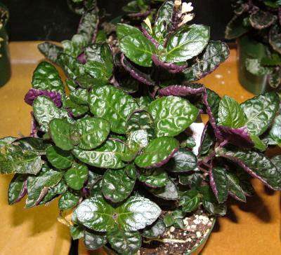 Purple waffle plant(Hemigraphis alternata)