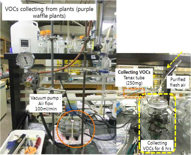 식물 방출 VOCs의 포집 장치