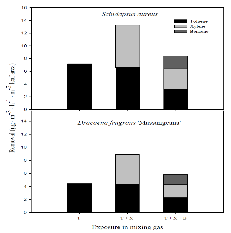 톨루엔에 자일렌과 벤젠 혼합 처리에 따른 실내식물의 시간당 BTX제거량 변화