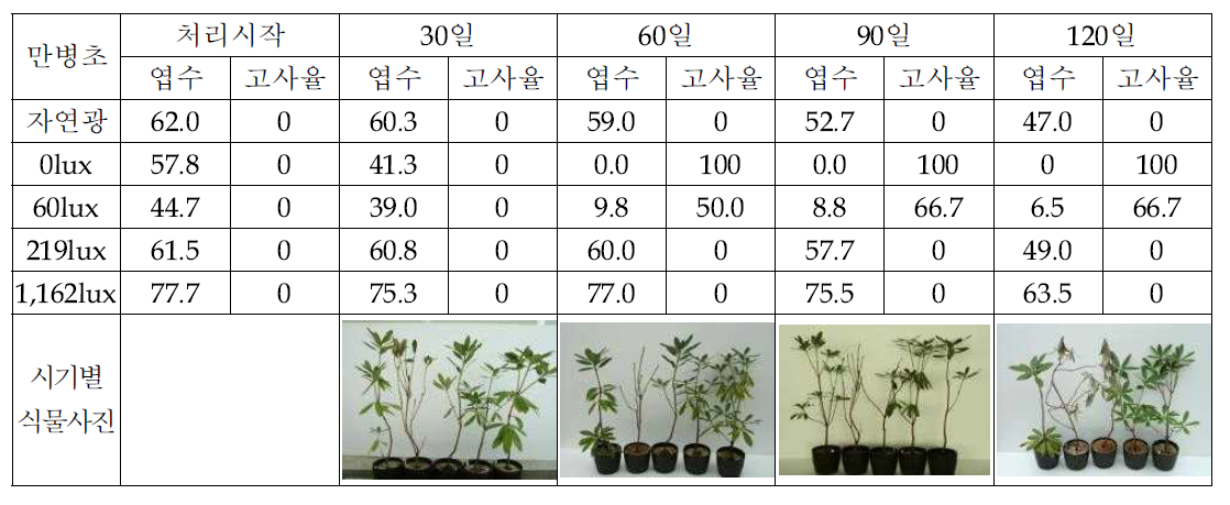 만병초의 조도별 생육반응