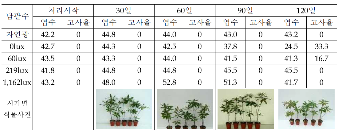 담팔수 조도별 생육반응