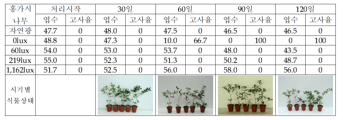 홍가시나무의 조도별 생육반응