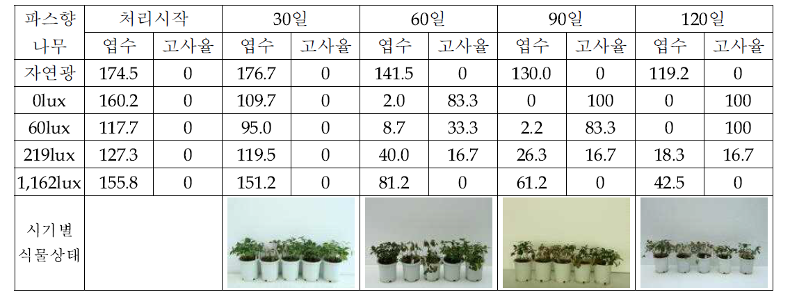 파스향나무의 조도별 생육반응