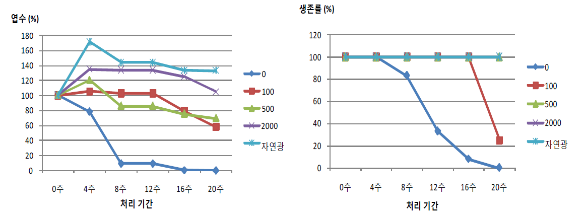 광나무의 광도별 처리기간에 따른 엽수, 생존률 변화