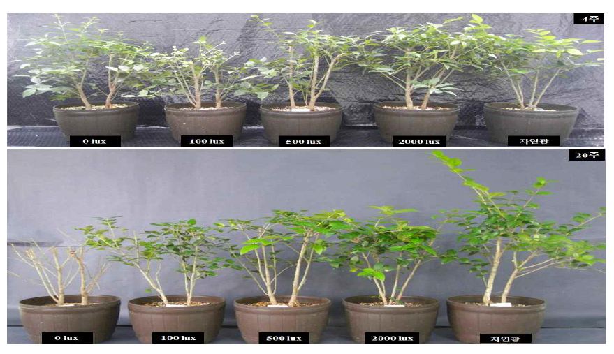 광나무의 광도별 처리기간(4주, 20주)에 따른 생육 변화