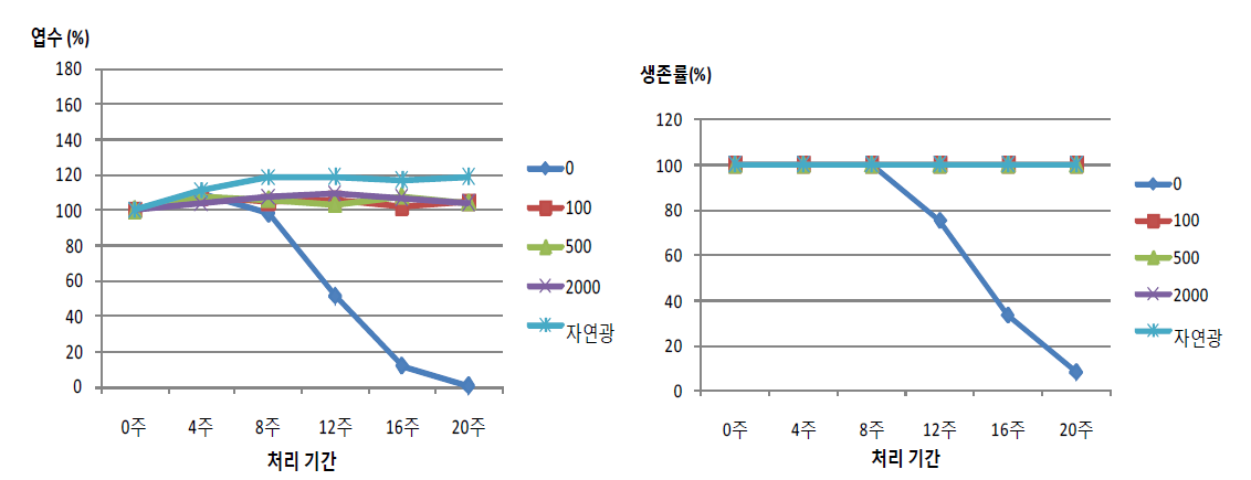 호랑가시나무의 광도별 처리기간에 따른 엽수, 생존률 변화