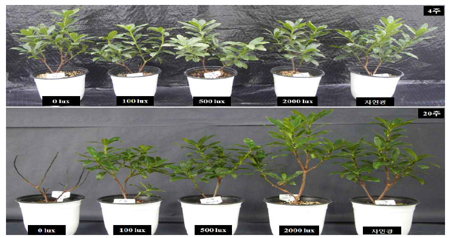 서향의 광도별 처리기간(4주, 20주)에 따른 생육 변화