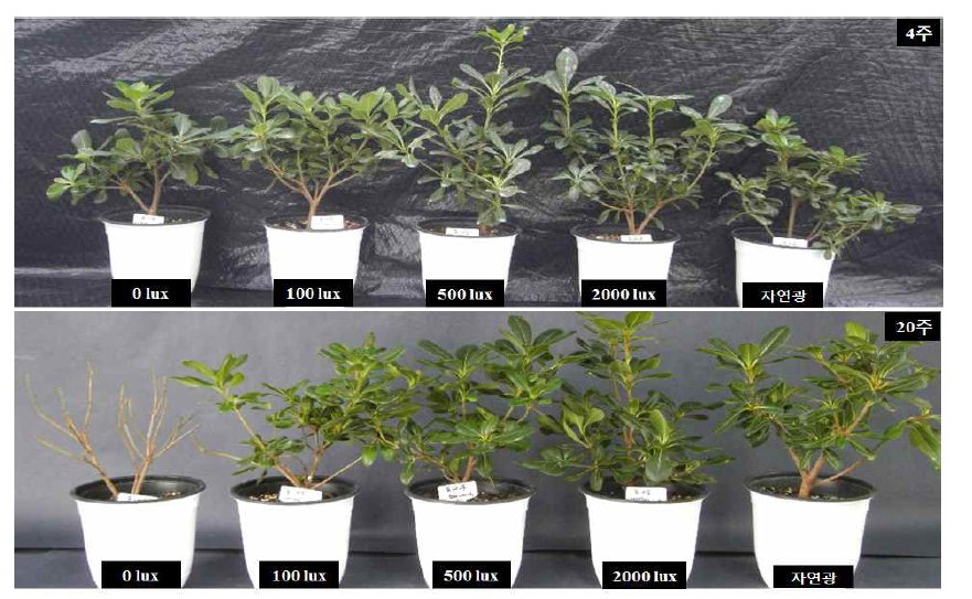 돈나무의 광도별 처리기간(4주, 20주)에 따른 생육 변화