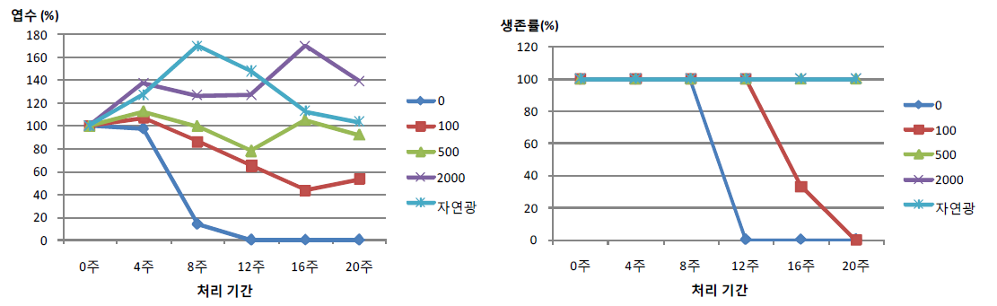 꽃치자의 광도별 처리기간에 따른 엽수, 생존률 변화