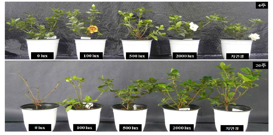 꽃치자의 광도별 처리기간(4주, 20주)에 따른 생육 변화