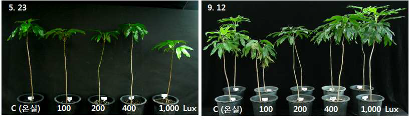 황칠나무의 실내 조도별 생육변화.