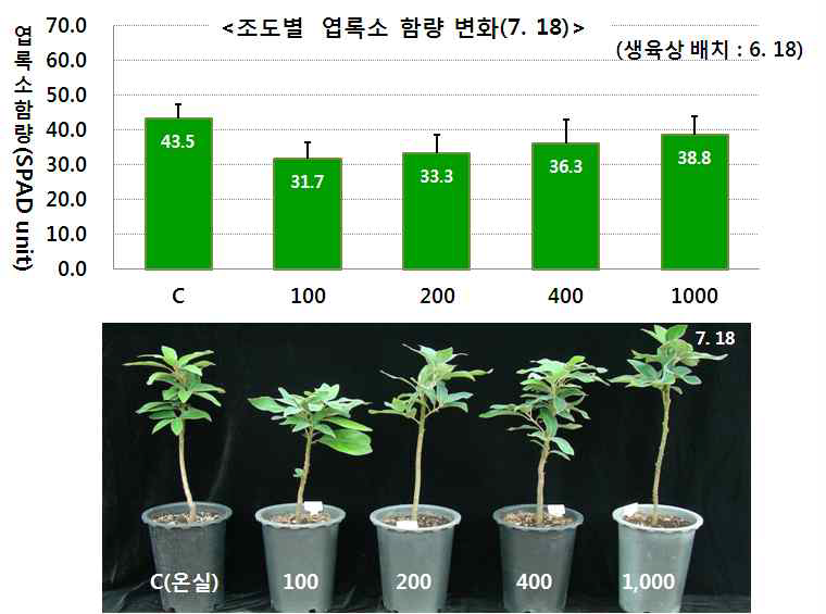 실내조도별로 생육시킨 자생상록활엽수 까마귀쪽나무와 식나무 잎의 초기 엽록소 함량 변화(위)와 90일째 생육상황(아래).