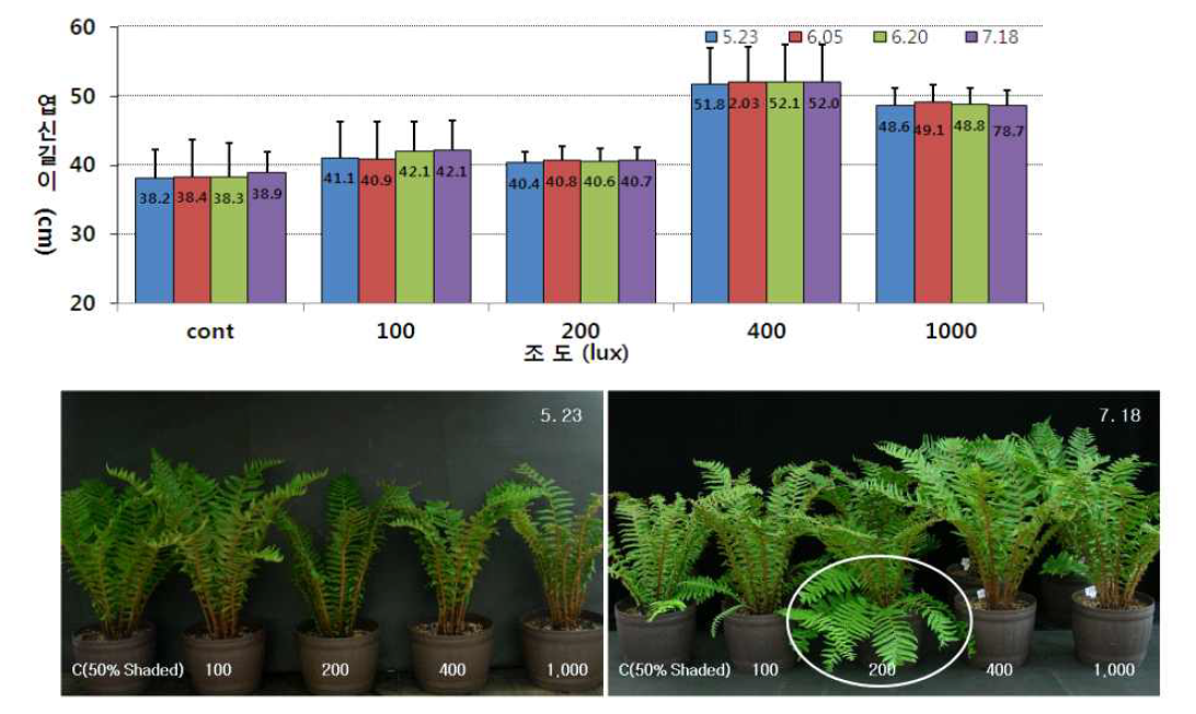 실내조도별로 생육시킨 관중의 실내 광환경별 엽신의 길이변화(위)와 90 일째 생육 사진(아래).
