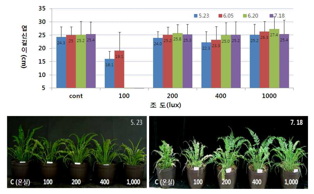 실내조도별로 생육시킨 숫돌담고사리의 실내 광환경별 엽신의 길이변 화(위)와 90일째 생육 사진(아래)