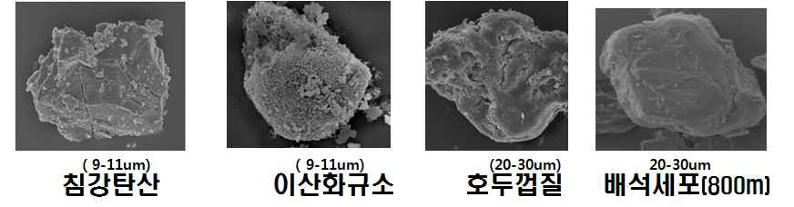 상업용 치약제재 및 배석세포 전자현미경 사진