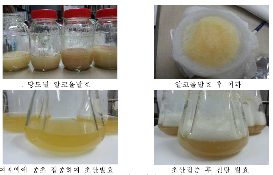 배 초산발효 과정