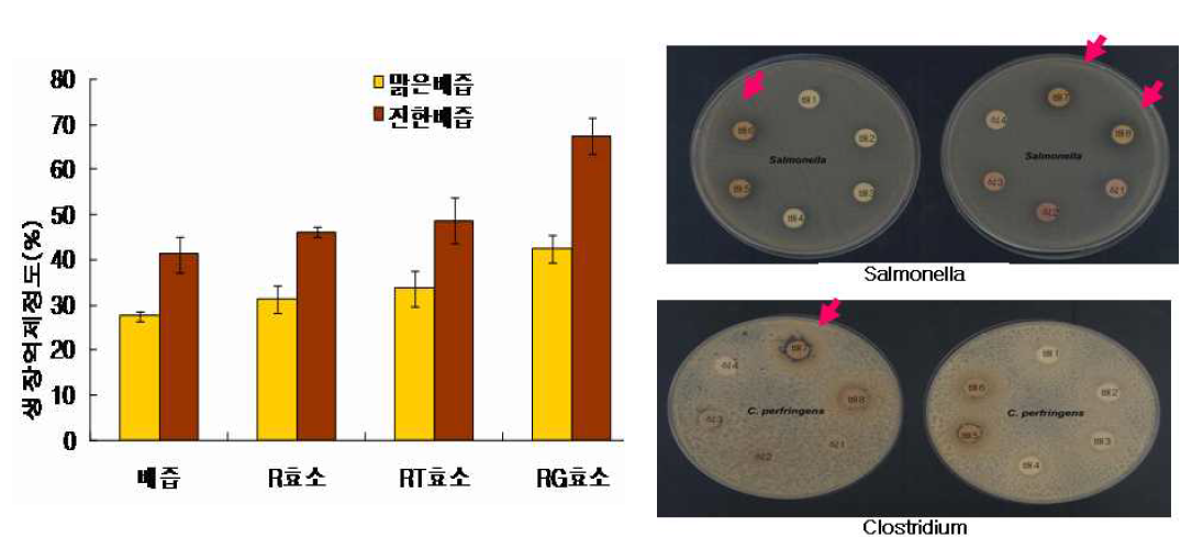 배올리고당 유해균 Salmonella typhimurium 억제효과