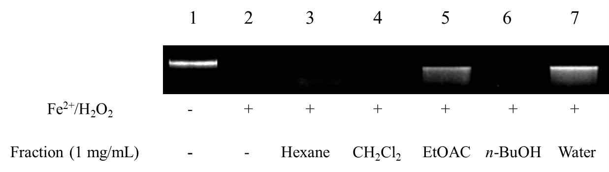 Visualization of the damage induced by hydroxyl radicals on genomic DNA in the presence and absent of various fractions from Synurus deltoides (Aiton) Nakai leaves by agarose gel electrophoresis.