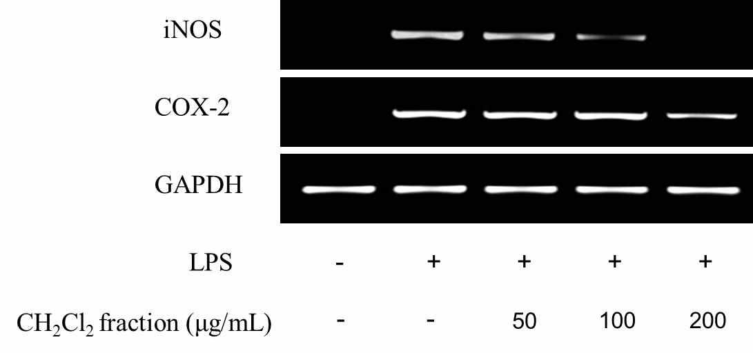 RT-PCR analysis of COX-2 and iNOS mRNA level after treatment by CH2Cl2 fraction of Synurus deltoides (Aiton) Nakai leaves on LPS-simulated (2 μg/mL) RAW 264.7 macrophages.