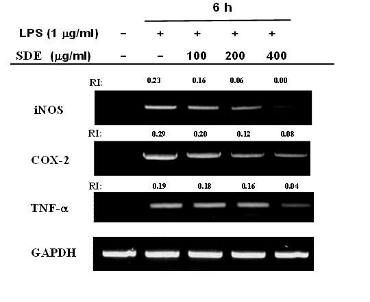 Effect of the ethanol extract of Synurus deltoides (SDE) on inducible nitric oxide synthase (iNOS), cyclooxygenase-2 (COX-2), and tumour necrosis factor-a (TNF-a)) expression in the lipopolysaccharide (LPS)-treated RAW264.7 cells.