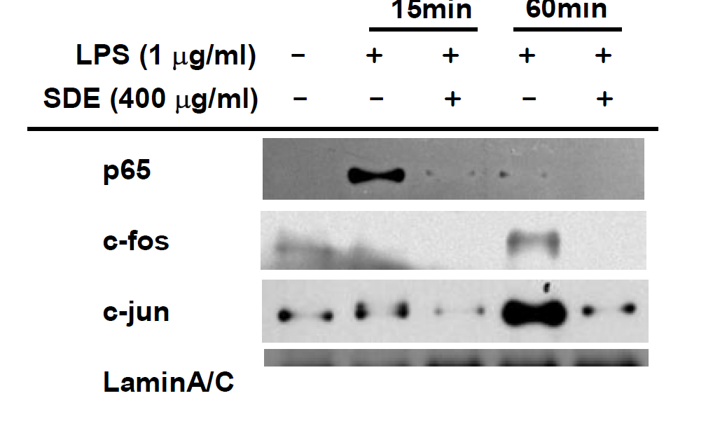 Effect of the ethanol extract of Synurus deltoides (SDE) on the translocation of the transcription factors.