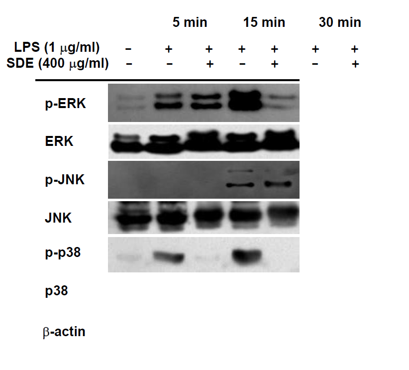 Effect of the ethanol extract of Synurus deltoides (SDE) on the upstream signaling pathways for the activating protein (AP-1) and the nuclear factor-kB (NF-kB) activation. RAW264.7 cells (5×106cells /ml) pre-treated withS DE for 30min weres timulated with lipopolysaccharide (LPS) (1 μg/ml) for the indicated times.