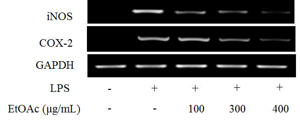 RT-PCR analysis of COX-2 and iNOS mRNA level after treatment by EtOAc fraction of Aruncus dioicus var. kamtschaticus on LPS-simulated (2 μg/mL) RAW 264.7 macrophages.