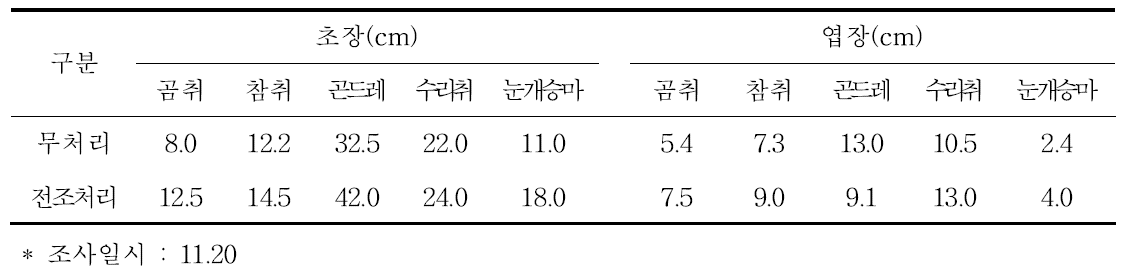 여름 야간 전조처리묘 정식(9.5)후 50일 생육