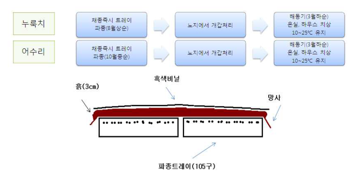 포트(트레이) 직파 노지 휴면타파 방법