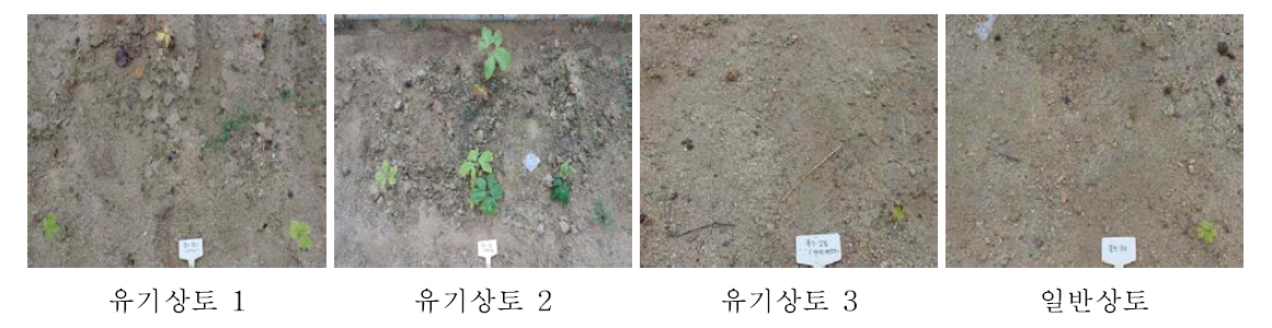 누룩치 정식 후 60일 포장 상황