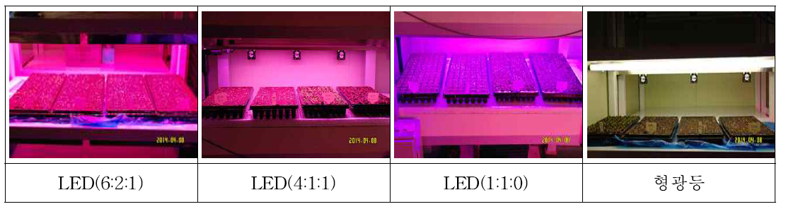 광처리 별 초기 생육상황(LED : 적:청:녹)