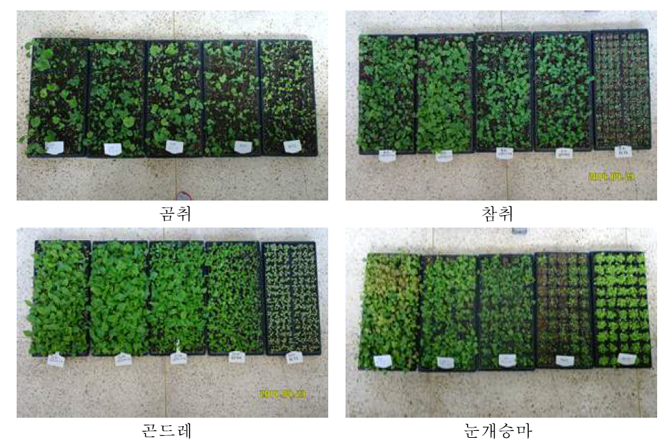 광처리별 생육상황(파종 후 25일)