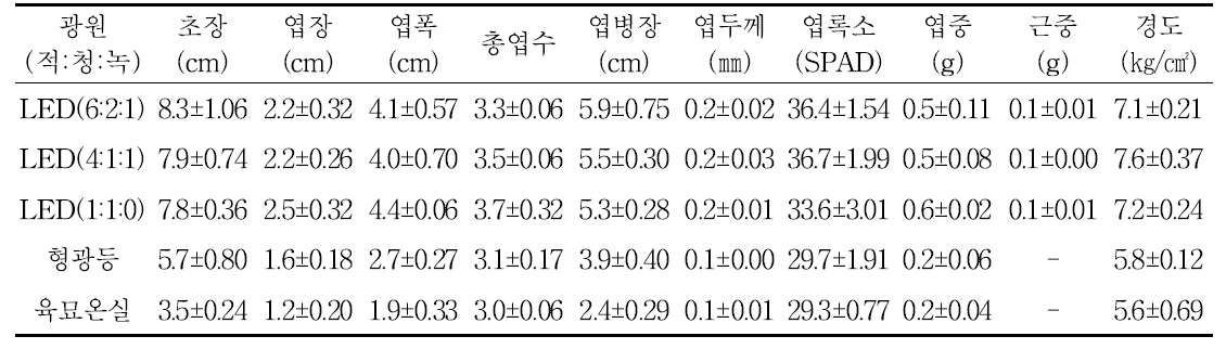 광처리 별 곰취의 생육 및 묘소질(파종 후 25일)