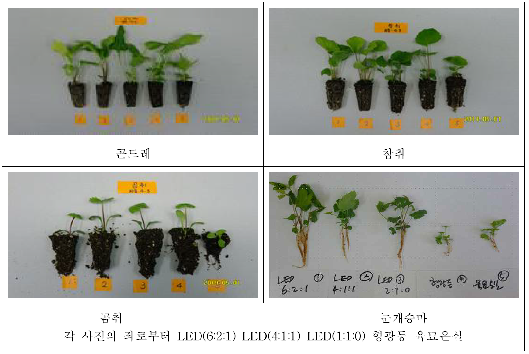 인공광 처리시 작목별 생육상황