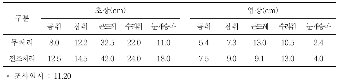 여름 야간 전조처리묘 정식(9.5)후 50일 생육