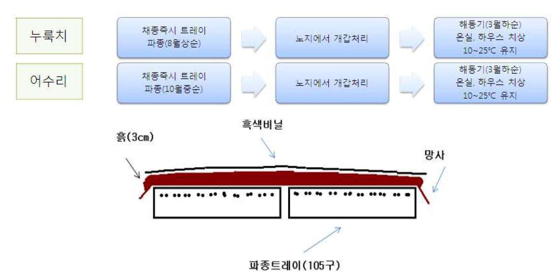 포트(트레이) 직파 노지 휴면타파 방법